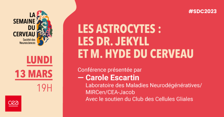 Semaine du cerveau : Les astrocytes